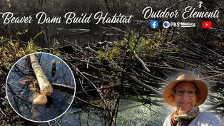 Beaver Dams Build Habitat