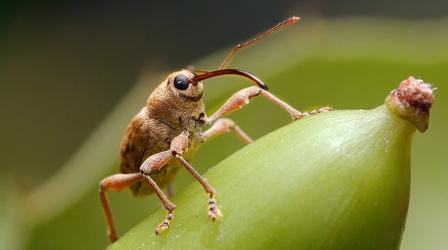 Video thumbnail: Deep Look This Weevil Has Puppet Vibes But Drills Like a Power Tool