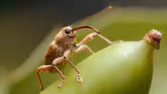 This Weevil Has Puppet Vibes But Drills Like a Power Tool