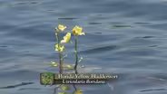 Yellow Bladderwort