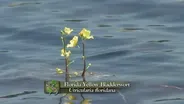 Yellow Bladderwort