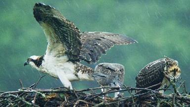 Osprey Chicks Learn to Fly