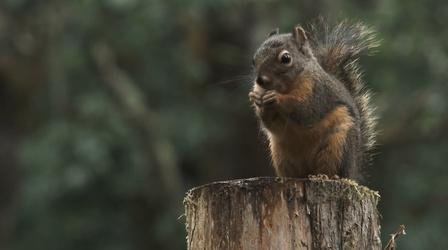 Video thumbnail: Camp TV Squirrel Soothing