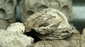 Video thumbnail: Charlottesville Inside-Out Big Blue Door; Grow Oyster Reefs (#1103)