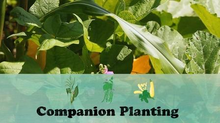 Video thumbnail: Let's Grow Stuff Companion Planting