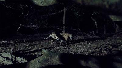 How Filmmakers Used Camera Traps to Film Wild Jaguars
