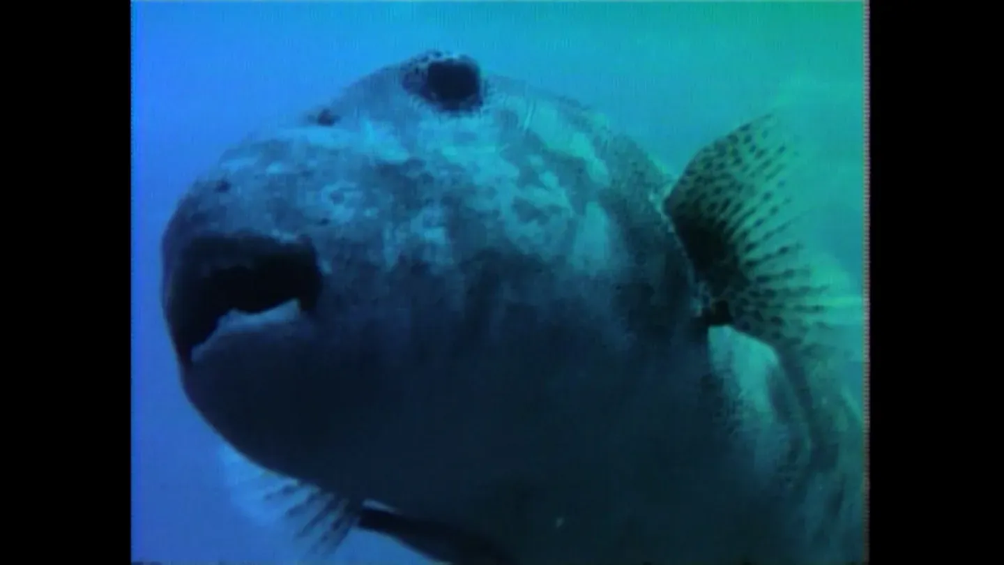 Resurrection at Truk Lagoon