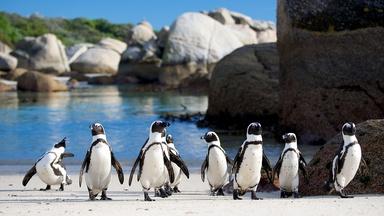 African Penguins Commute Home in Rush Hour