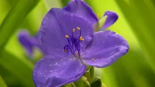 Clippings: Healthy Gardens