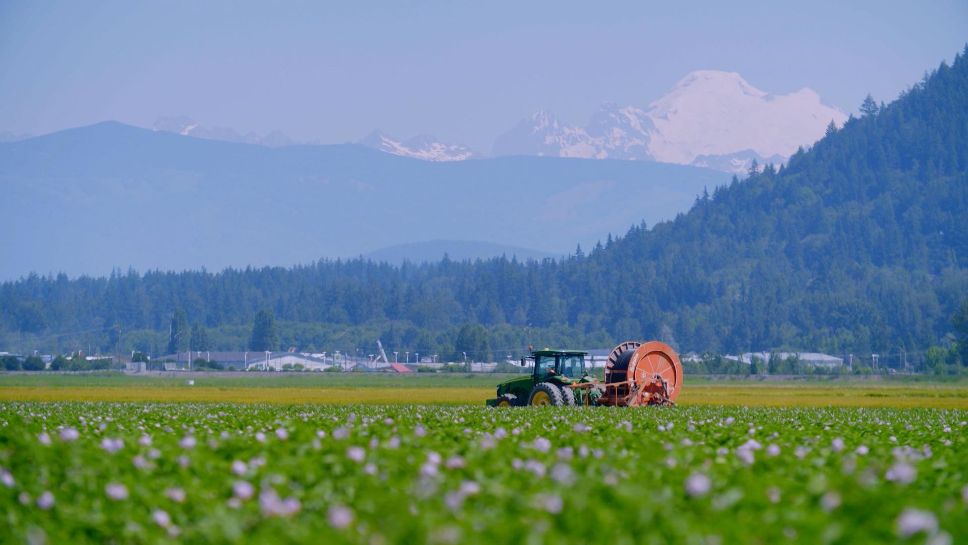 Potato knish at Zylberstein's deli and bakery, pristine potato farm in Skagit Valley.