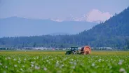 Skagit Potatoes preview