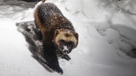 Video thumbnail: Oregon Field Guide Cascades Wolverine Project