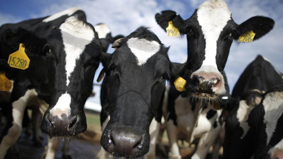 How industrial farming techniques can breed superbugs image