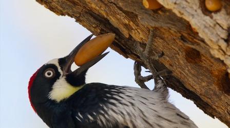 Video thumbnail: Nature Acorn Woodpecker Family Guards Their Stash