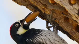 Acorn Woodpecker Family Guards Their Stash