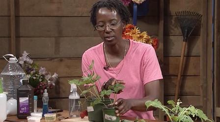 Video thumbnail: Virginia Home Grown Treat common plant problems with homemade remedies