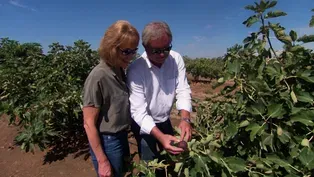 California Figs and Pistachios