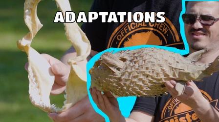 Video thumbnail: DIY Science Time Dauphin Island