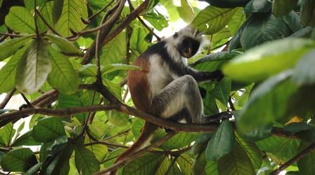 Zanzibar Red Colobus Monkey