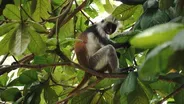 Zanzibar Red Colobus Monkey