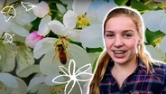 Plant Diversities