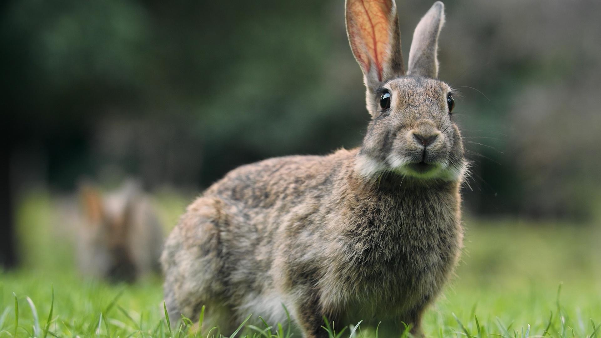 Animal Talk | Rabbit Care | Episode 18 | Rhode Island PBS