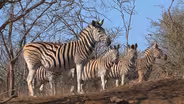 Soothing Zebras