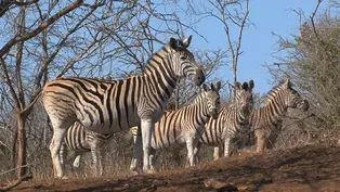 Soothing Zebras