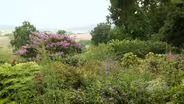 Explore the World of Native Plants in Your Landscape