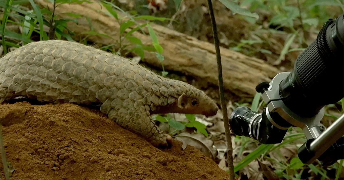 Filming Animals Nature | Filming Two Endangered Animals | Inside Big Little Journeys ...
