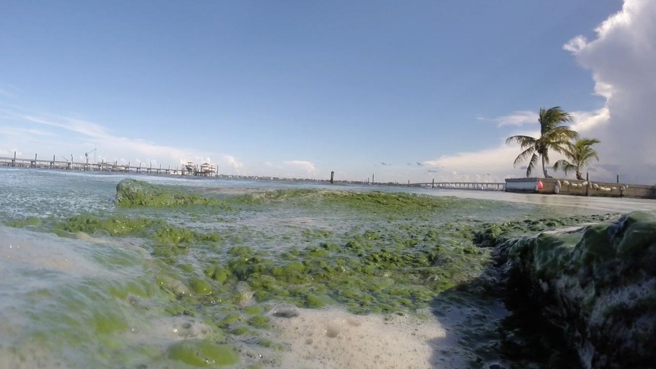 Algae Explosion