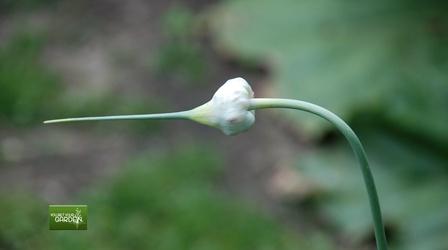Video thumbnail: You Bet Your Garden Ep. 99 You Bet Your Garden