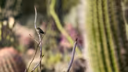 Wild Arizona!