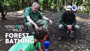 Forest Bathing