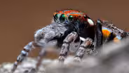 Peacock Spiders Mating Rituals