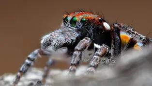 Peacock Spiders Mating Rituals