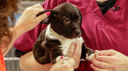 Video thumbnail: Animal Talk Handling a New Puppy