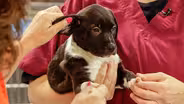 Handling a New Puppy