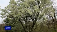 You Bet Your Garden S4 Ep4 Shade Tree Gardens