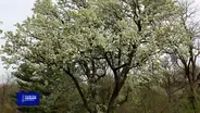 You Bet Your Garden S4 Ep4 Shade Tree Gardens