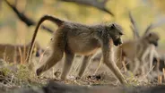 Beware of Baboons! How They Keep the Woodland Safe