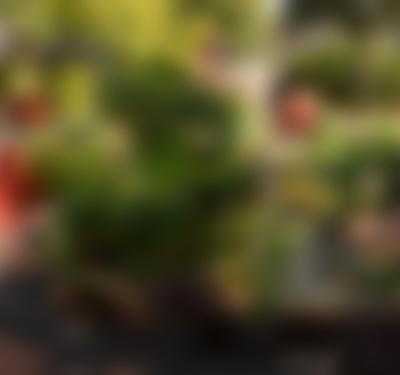 Central Texas Gardener