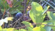 Beach plum jelly offers residents a sweet end to summer