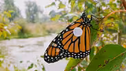 Westward Wings | A NATURE Short Film