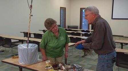 Video thumbnail: Prairie Yard & Garden Grafting Trees