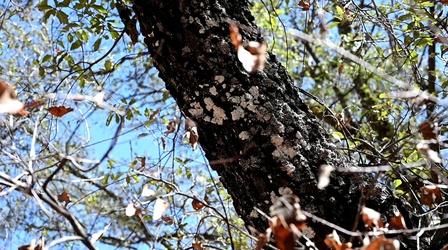 Video thumbnail: Chicago Tonight Lateleaf Oak Tree at Big Bend National Park