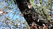 Lateleaf Oak Tree at Big Bend National Park