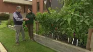 Tips for Successful Succession Planting