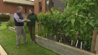 Tips for Successful Succession Planting