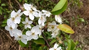 The Bradford Pear Ban